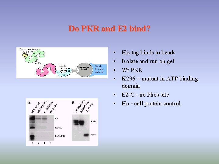Do PKR and E 2 bind? • • His tag binds to beads Isolate Do PKR and E 2 bind? • • His tag binds to beads Isolate