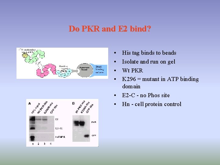 Do PKR and E 2 bind? • • His tag binds to beads Isolate