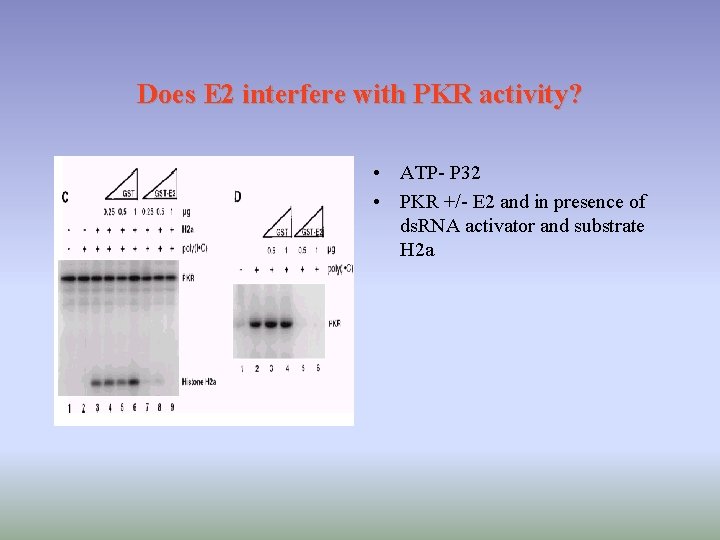 Does E 2 interfere with PKR activity? • ATP- P 32 • PKR +/-
