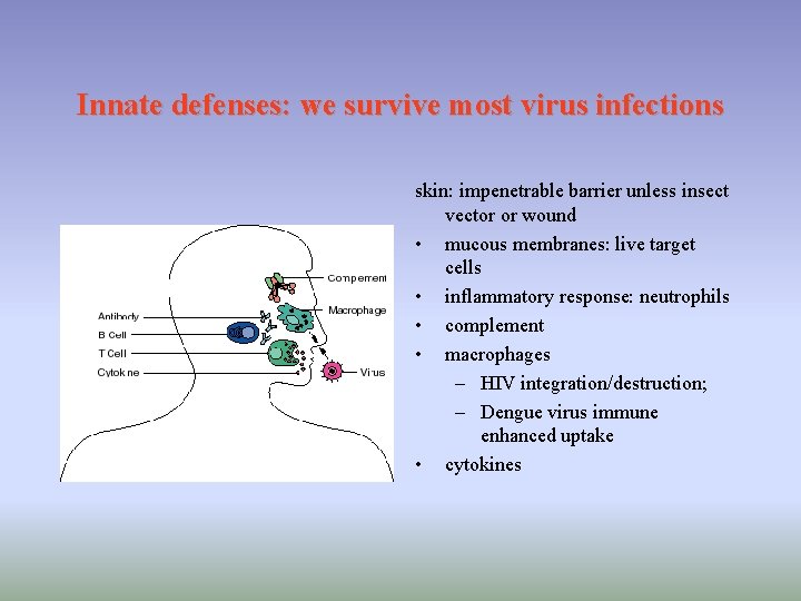 Innate defenses: we survive most virus infections skin: impenetrable barrier unless insect vector or