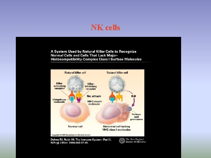 NK cells 
