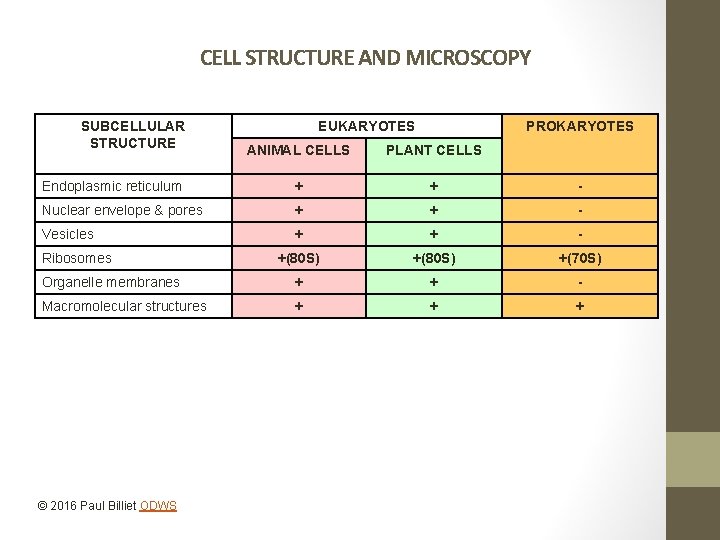 CELL STRUCTURE AND MICROSCOPY SUBCELLULAR STRUCTURE EUKARYOTES PROKARYOTES ANIMAL CELLS PLANT CELLS Endoplasmic reticulum