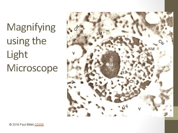 Magnifying using the Light Microscope © 2016 Paul Billiet ODWS 