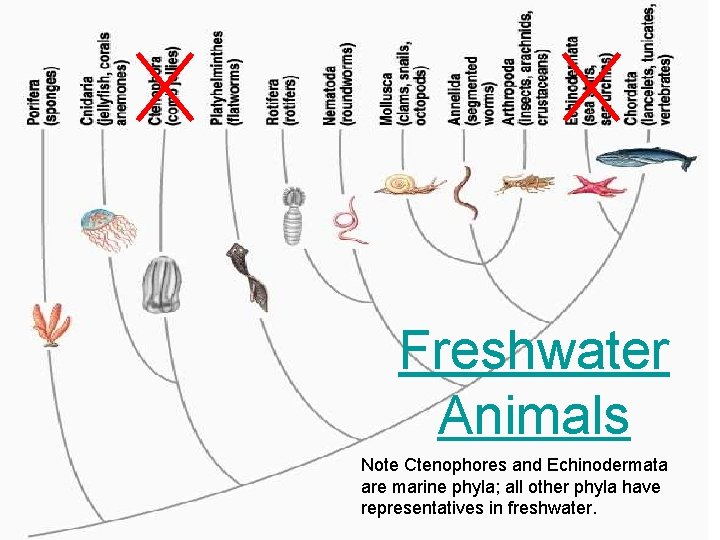 Freshwater Animals Note Ctenophores and Echinodermata are marine phyla; all other phyla have representatives Freshwater Animals Note Ctenophores and Echinodermata are marine phyla; all other phyla have representatives