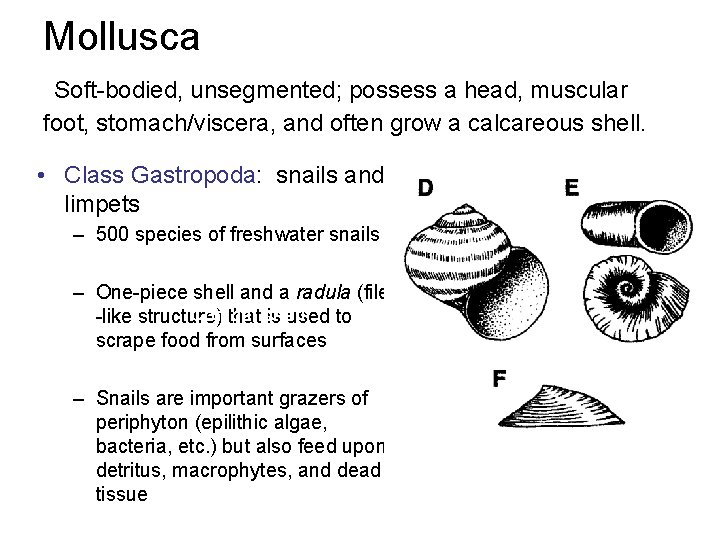 Mollusca Soft-bodied, unsegmented; possess a head, muscular foot, stomach/viscera, and often grow a calcareous Mollusca Soft-bodied, unsegmented; possess a head, muscular foot, stomach/viscera, and often grow a calcareous