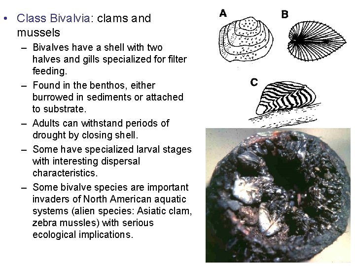 • Class Bivalvia: clams and mussels – Bivalves have a shell with two • Class Bivalvia: clams and mussels – Bivalves have a shell with two