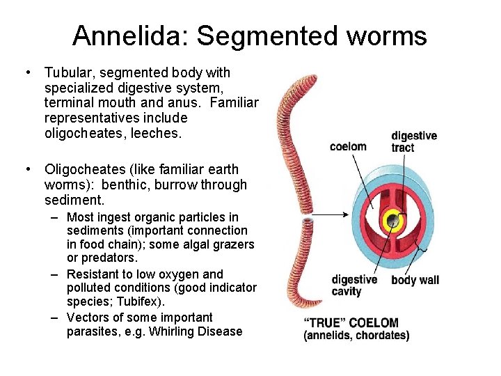 Annelida: Segmented worms • Tubular, segmented body with specialized digestive system, terminal mouth and Annelida: Segmented worms • Tubular, segmented body with specialized digestive system, terminal mouth and
