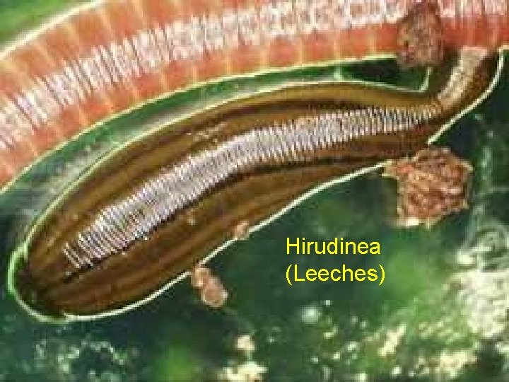Hirudinea (Leeches) Hirudinea (Leeches)