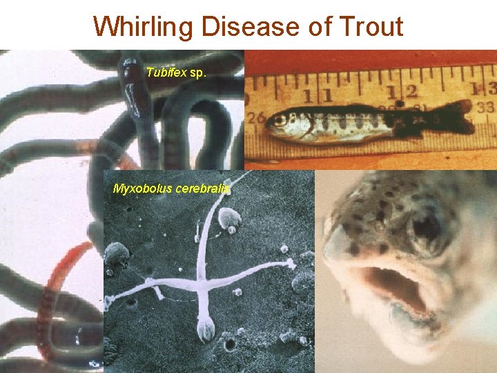 Whirling Disease of Trout Tubifex sp. Myxobolus cerebralis Whirling Disease of Trout Tubifex sp. Myxobolus cerebralis