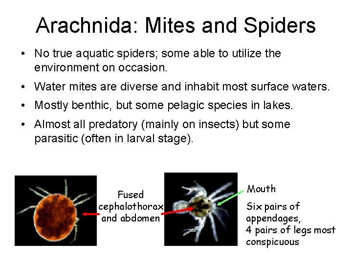 Arachnida: Mites and Spiders • No true aquatic spiders; some able to utilize the Arachnida: Mites and Spiders • No true aquatic spiders; some able to utilize the