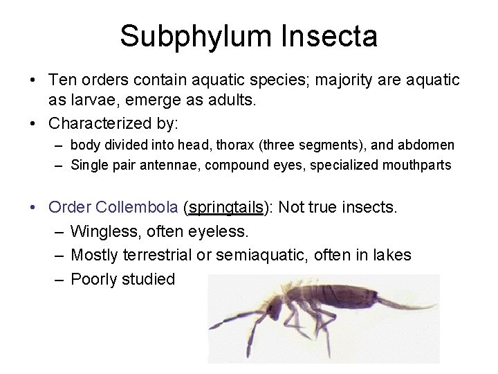 Subphylum Insecta • Ten orders contain aquatic species; majority are aquatic as larvae, emerge Subphylum Insecta • Ten orders contain aquatic species; majority are aquatic as larvae, emerge