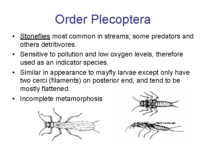 Order Plecoptera • Stoneflies most common in streams; some predators and others detritivores. • Order Plecoptera • Stoneflies most common in streams; some predators and others detritivores. •