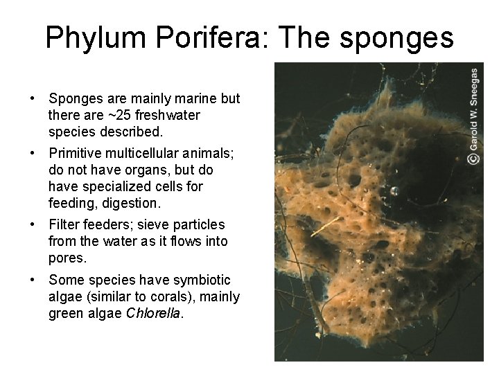 Phylum Porifera: The sponges • Sponges are mainly marine but there are ~25 freshwater Phylum Porifera: The sponges • Sponges are mainly marine but there are ~25 freshwater