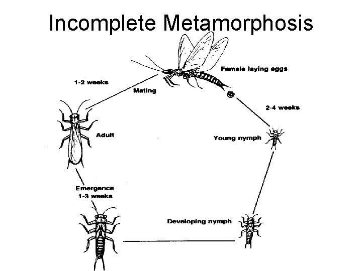 Incomplete Metamorphosis Incomplete Metamorphosis