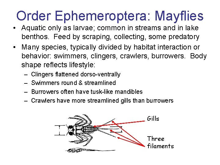 Order Ephemeroptera: Mayflies • Aquatic only as larvae; common in streams and in lake Order Ephemeroptera: Mayflies • Aquatic only as larvae; common in streams and in lake