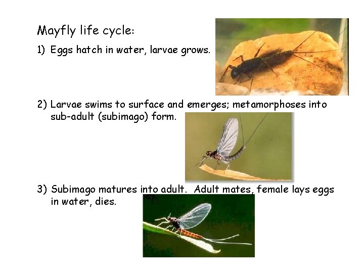 Mayfly life cycle: 1) Eggs hatch in water, larvae grows. 2) Larvae swims to Mayfly life cycle: 1) Eggs hatch in water, larvae grows. 2) Larvae swims to
