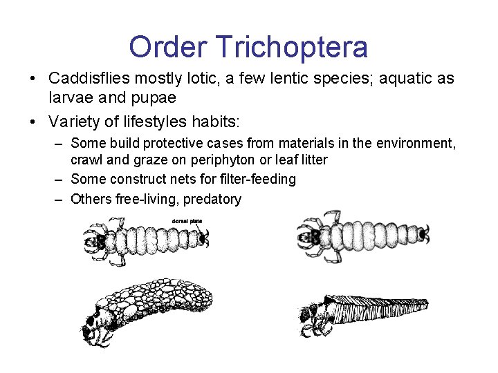 Order Trichoptera • Caddisflies mostly lotic, a few lentic species; aquatic as larvae and Order Trichoptera • Caddisflies mostly lotic, a few lentic species; aquatic as larvae and