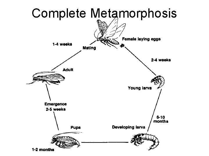 Complete Metamorphosis Complete Metamorphosis