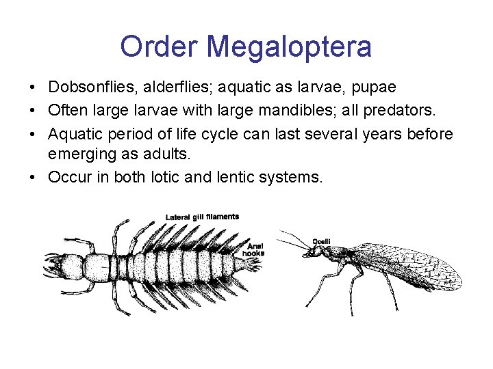Order Megaloptera • Dobsonflies, alderflies; aquatic as larvae, pupae • Often large larvae with Order Megaloptera • Dobsonflies, alderflies; aquatic as larvae, pupae • Often large larvae with