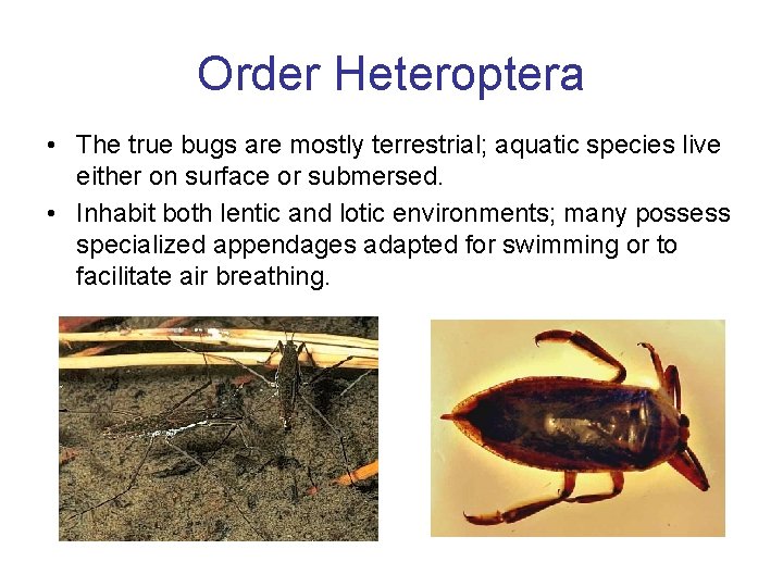 Order Heteroptera • The true bugs are mostly terrestrial; aquatic species live either on Order Heteroptera • The true bugs are mostly terrestrial; aquatic species live either on