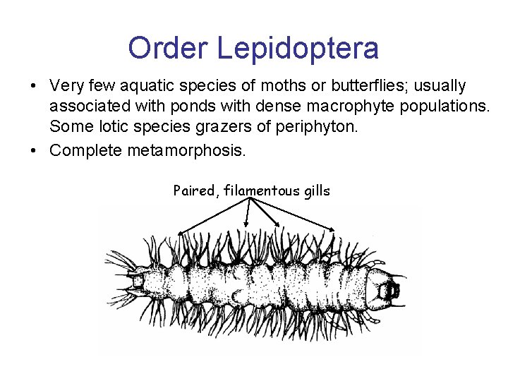 Order Lepidoptera • Very few aquatic species of moths or butterflies; usually associated with Order Lepidoptera • Very few aquatic species of moths or butterflies; usually associated with