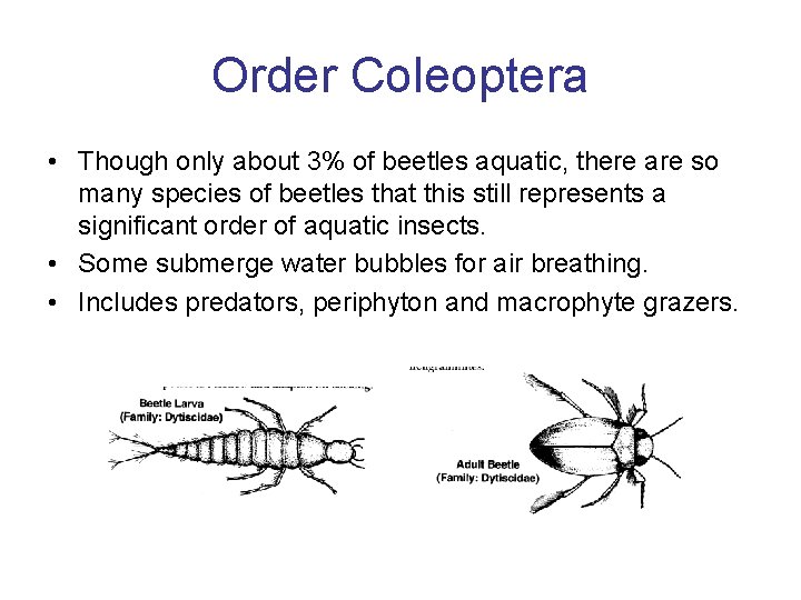 Order Coleoptera • Though only about 3% of beetles aquatic, there are so many Order Coleoptera • Though only about 3% of beetles aquatic, there are so many