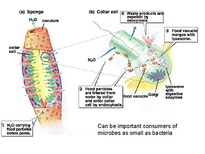 Can be important consumers of microbes as small as bacteria Can be important consumers of microbes as small as bacteria