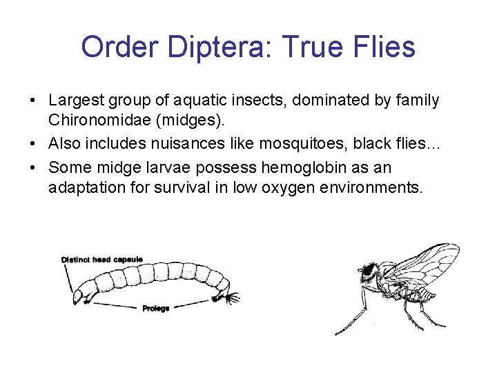 Order Diptera: True Flies • Largest group of aquatic insects, dominated by family Chironomidae Order Diptera: True Flies • Largest group of aquatic insects, dominated by family Chironomidae