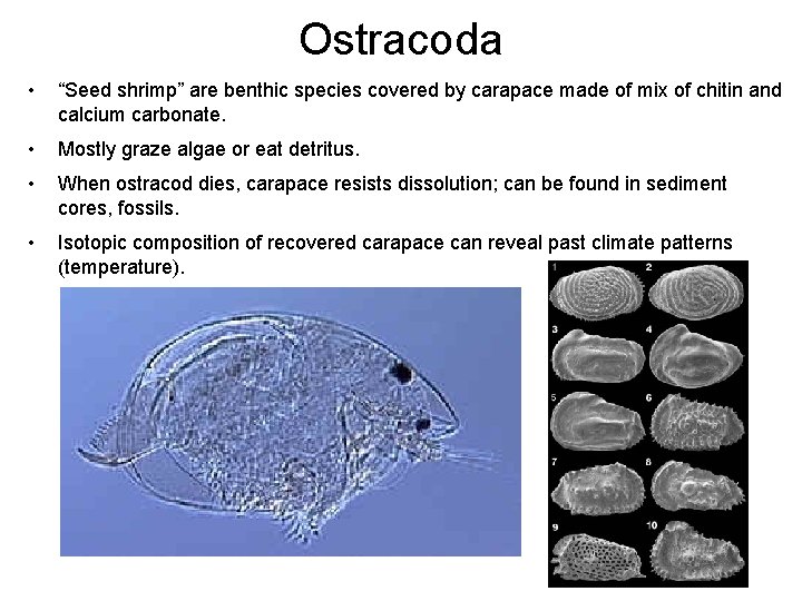 Ostracoda • “Seed shrimp” are benthic species covered by carapace made of mix of Ostracoda • “Seed shrimp” are benthic species covered by carapace made of mix of