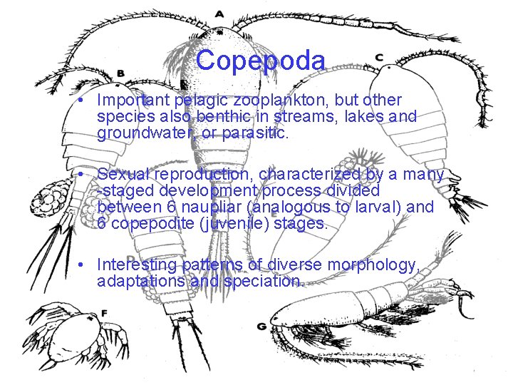 Copepoda • Important pelagic zooplankton, but other species also benthic in streams, lakes and Copepoda • Important pelagic zooplankton, but other species also benthic in streams, lakes and