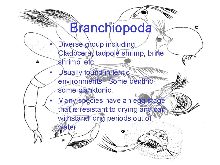 Branchiopoda • Diverse group including Cladocera, tadpole shrimp, brine shrimp, etc. • Usually found Branchiopoda • Diverse group including Cladocera, tadpole shrimp, brine shrimp, etc. • Usually found
