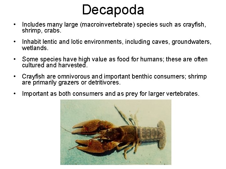 Decapoda • Includes many large (macroinvertebrate) species such as crayfish, shrimp, crabs. • Inhabit Decapoda • Includes many large (macroinvertebrate) species such as crayfish, shrimp, crabs. • Inhabit
