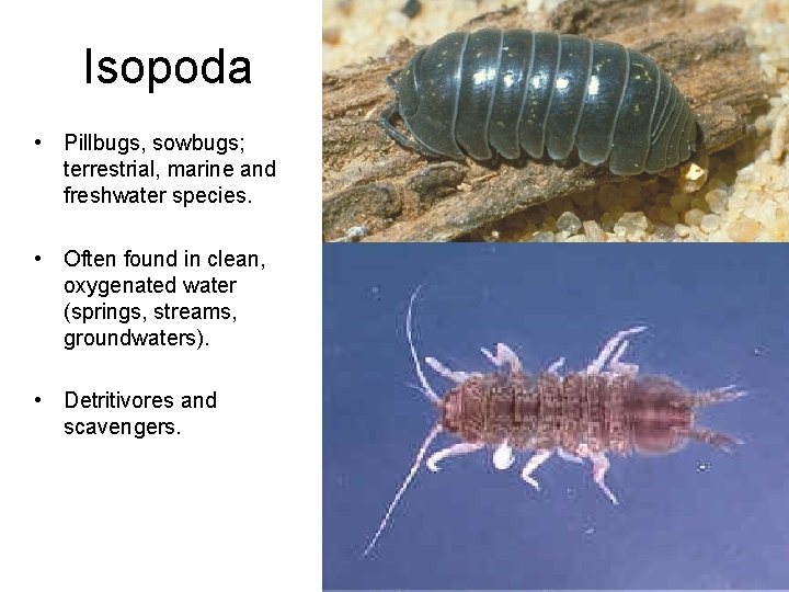 Isopoda • Pillbugs, sowbugs; terrestrial, marine and freshwater species. • Often found in clean, Isopoda • Pillbugs, sowbugs; terrestrial, marine and freshwater species. • Often found in clean,