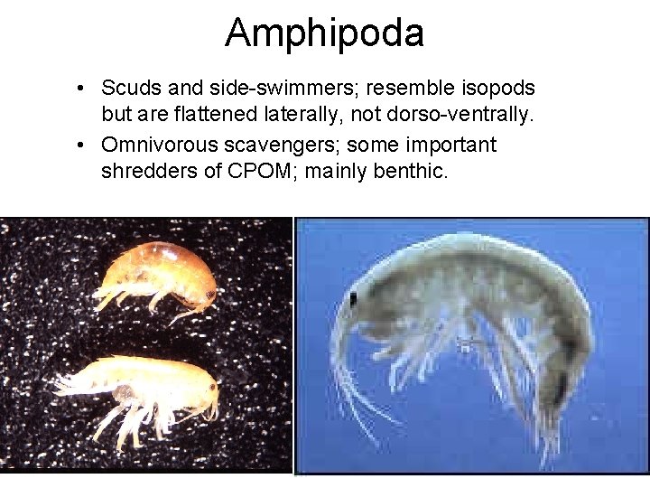 Amphipoda • Scuds and side-swimmers; resemble isopods but are flattened laterally, not dorso-ventrally. • Amphipoda • Scuds and side-swimmers; resemble isopods but are flattened laterally, not dorso-ventrally. •
