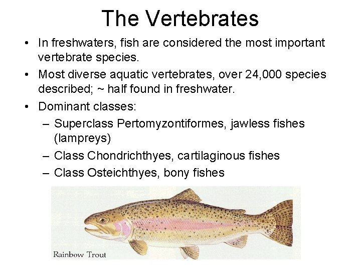 The Vertebrates • In freshwaters, fish are considered the most important vertebrate species. • The Vertebrates • In freshwaters, fish are considered the most important vertebrate species. •