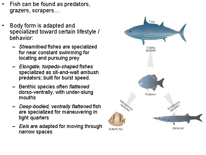 • Fish can be found as predators, grazers, scrapers… • Body form is • Fish can be found as predators, grazers, scrapers… • Body form is