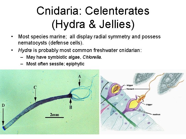 Cnidaria: Celenterates (Hydra & Jellies) • Most species marine; all display radial symmetry and Cnidaria: Celenterates (Hydra & Jellies) • Most species marine; all display radial symmetry and