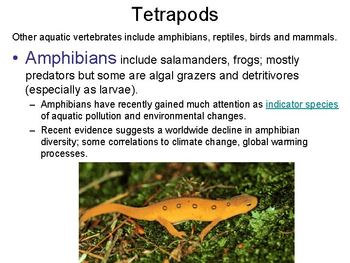 Tetrapods Other aquatic vertebrates include amphibians, reptiles, birds and mammals. • Amphibians include salamanders, Tetrapods Other aquatic vertebrates include amphibians, reptiles, birds and mammals. • Amphibians include salamanders,