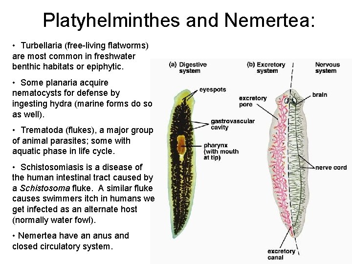 Platyhelminthes and Nemertea: • Turbellaria (free-living flatworms) are most common in freshwater benthic habitats Platyhelminthes and Nemertea: • Turbellaria (free-living flatworms) are most common in freshwater benthic habitats