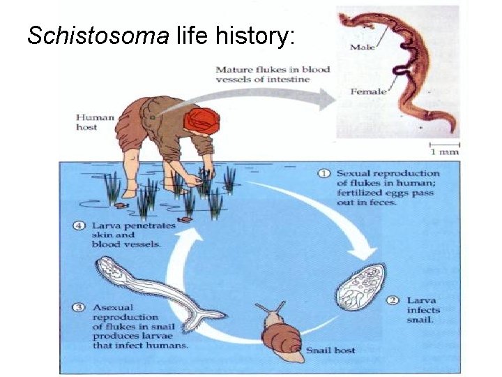 Schistosoma life history: Schistosoma life history: