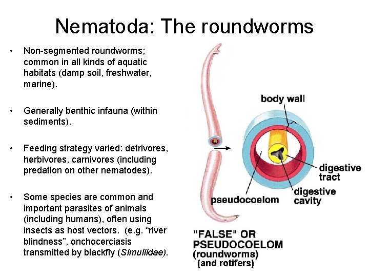 Nematoda: The roundworms • Non-segmented roundworms; common in all kinds of aquatic habitats (damp Nematoda: The roundworms • Non-segmented roundworms; common in all kinds of aquatic habitats (damp