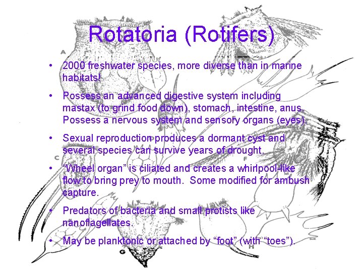 Rotatoria (Rotifers) • 2000 freshwater species, more diverse than in marine habitats! • Possess Rotatoria (Rotifers) • 2000 freshwater species, more diverse than in marine habitats! • Possess