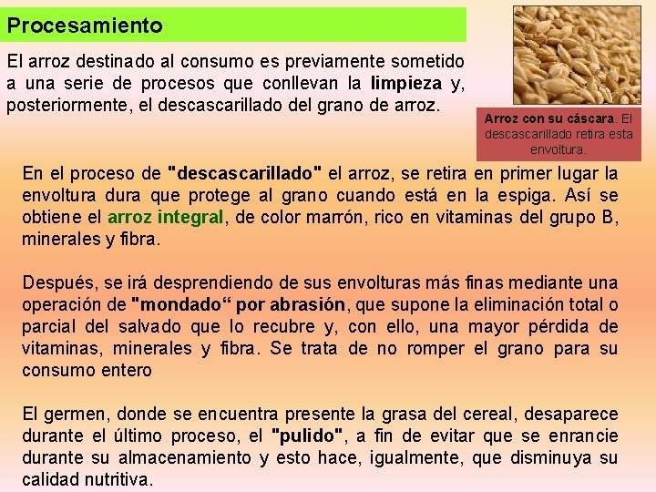 Procesamiento El arroz destinado al consumo es previamente sometido a una serie de procesos