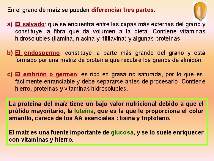 En el grano de maíz se pueden diferenciar tres partes: a) El salvado: que