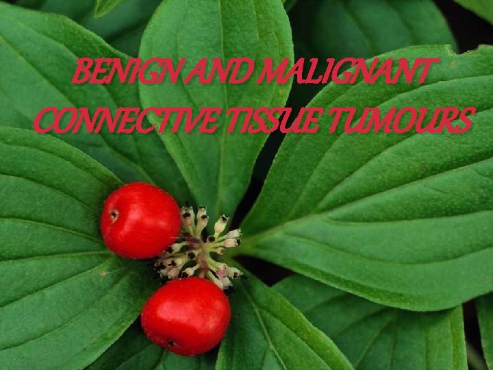 BENIGN AND MALIGNANT CONNECTIVE TISSUE TUMOURS 