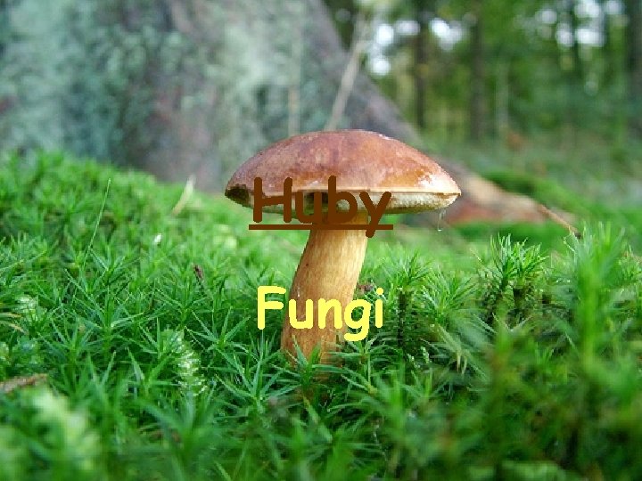 Huby Fungi 