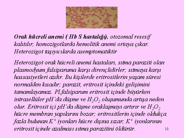 Orak hücreli anemi ( Hb S hastalığı), otozomal resesif kalıtılır; homozigotlarda hemolitik anemi ortaya