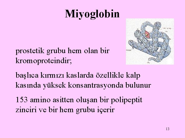 Miyoglobin prostetik grubu hem olan bir kromoproteindir; başlıca kırmızı kaslarda özellikle kalp kasında yüksek
