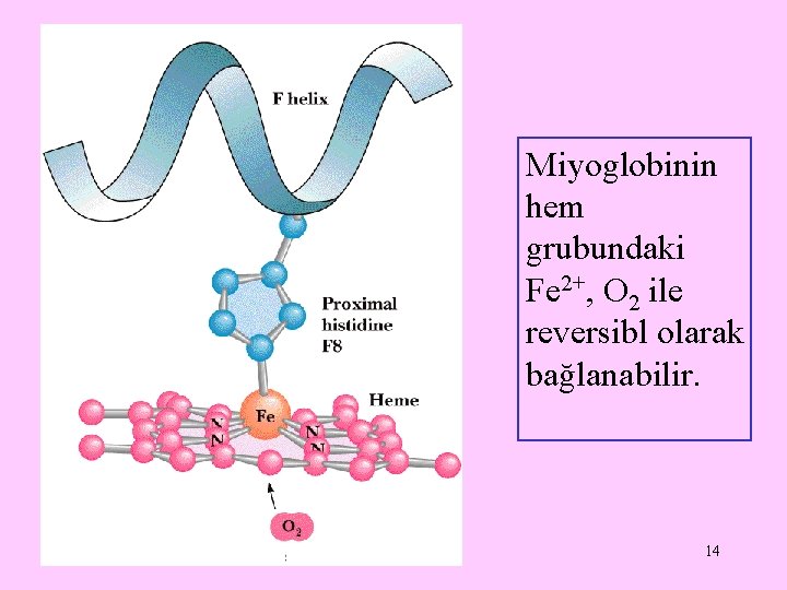 Miyoglobinin hem grubundaki Fe 2+, O 2 ile reversibl olarak bağlanabilir. 14 