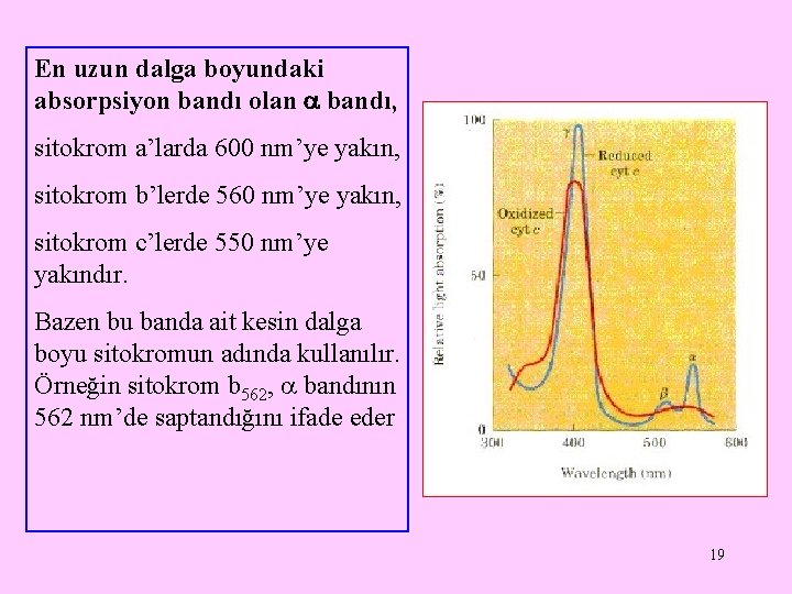 En uzun dalga boyundaki absorpsiyon bandı olan bandı, sitokrom a’larda 600 nm’ye yakın, sitokrom